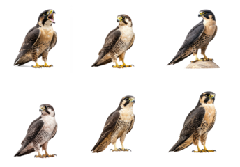 Falcon calling A falcon opens its beak to let out a sharp, high-pitched call. full length isolate on transparent background