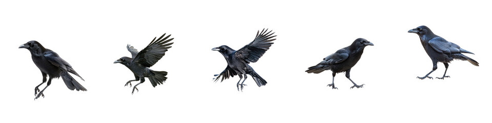 Fototapeta premium Collection of Crow gathering A crow gathers objects or food, holding them in its beak. full length isolate on transparent background