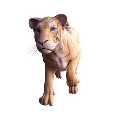 tiger isolated on white illustration