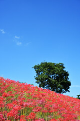見上げる満開の彼岸花