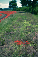 畦道に咲く彼岸花