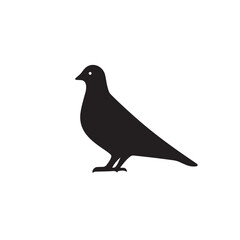 Rock dove