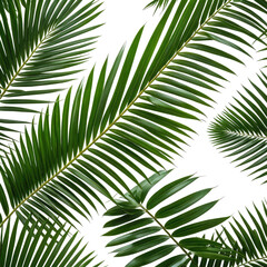 Obraz premium Lush green palm fronds on a dark background, tropical aesthetic