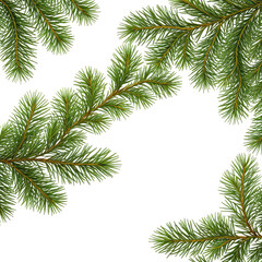 Naklejka premium Lush green evergreen branches with delicate needles against a black background