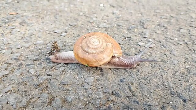 Wild snail caught on camera.