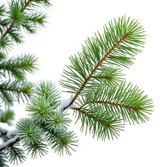 Fototapeta premium Evergreen pine branch with snow, vibrant green needles.
