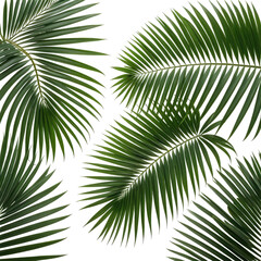 Obraz premium Vivid green palm leaves, creating a natural and tropical vibe