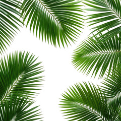 Obraz premium Green palm leaves frame a black space, creating a tropical, natural border