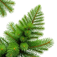 Fototapeta premium Close-up of vibrant green pine needles on black background