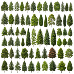 Obraz premium A collage of assorted coniferous trees, green with various shapes