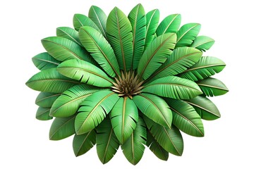 Overhead View of a Vibrant Green Tropical Plant green leaves