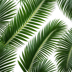 Obraz premium Close-up of vibrant green fern fronds on black background