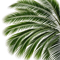 Obraz premium Lush, emerald-green palm fronds radiating outward against black