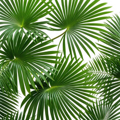 Obraz premium Lush, green, fan-shaped leaves. Textured, detailed foliage isolated on black