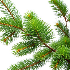Close-up of vibrant green evergreen needles and branches. Nature detail