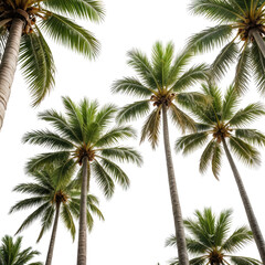 Lush overhead view of tall palm trees, green leaves against black background