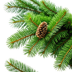 Close-up of evergreen branches & pinecone against black