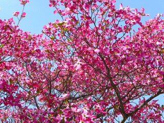 ハナミズキの花と木
