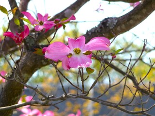 ハナミズキの花と木