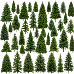 Obraz premium Collection of vibrant green coniferous trees with diverse shapes