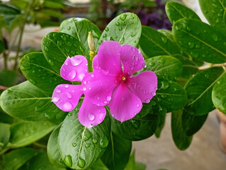 Naklejka premium Wet Madagascar Periwinkle flower, View of flowers wet in rain