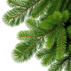Obraz premium Close-up of vibrant green evergreen fir branches isolated on a black background