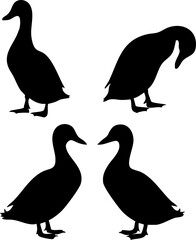 Black Duck Shadow 4 Poses