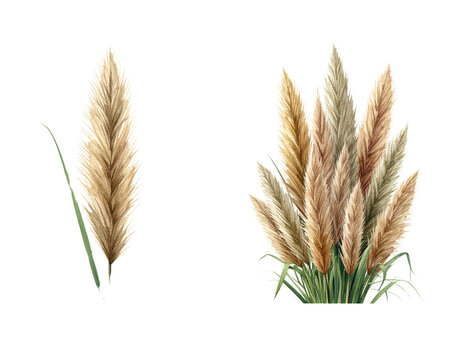Single White Kans Grass Plume and Clustered Kans Grass Set, isolated on transparent background