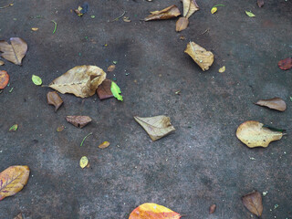 Walkway surface covered with dry leaves for a vintage environmental background.