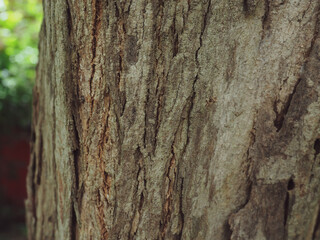 Close-up of tree bark for nature and environment background.     