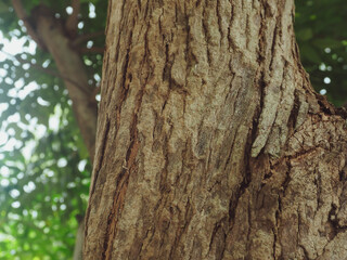 Close-up of tree bark for nature and environment background.     