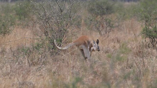 big red kangaroo, Osphranter rufus, hopping through the blurry heat haze of a vast grass plain in the outback in Queensland Australia.