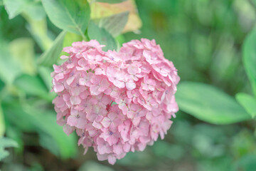 Pink hydrangea flower cluster shaped like a heart in natural garden, Kyoto Uji Japan