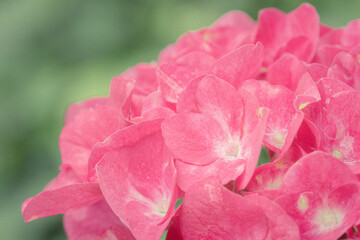 Beautiful pink hydrangea closeup with soft blurred green background, Kyoto Uji Japan