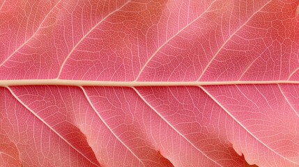 Obraz premium Close-up View of Textured Pink Leaf Surface with Intricate Veins and Natural Patterns for Design and Nature Projects