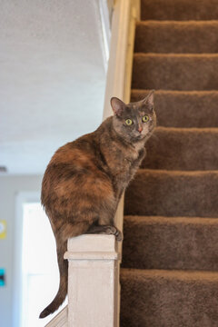 Diluted Tortoiseshell Cat Perched on a Pole