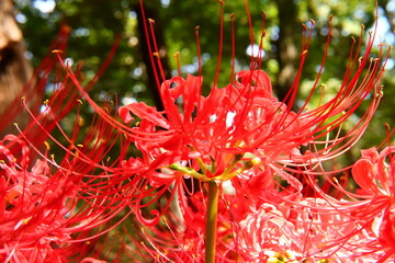 Vivid Crimson Spider Lily Close-up