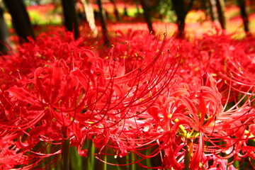 Vivid Crimson Spider Lily Close-up
