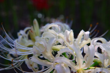 Vivid White Spider Lily Macro