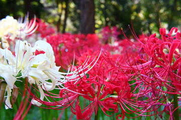 pink and white flowers
Vivid White ＆ Red Spider Lily Macro