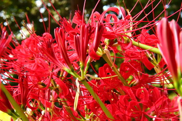 Vivid Crimson Spider Lily Close-up