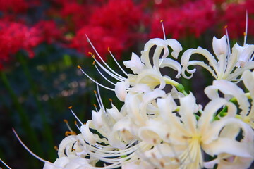 Vivid White ＆ Red Spider Lily Macro
