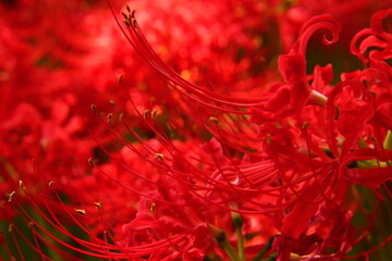 Vivid Crimson Spider Lily Close-up
