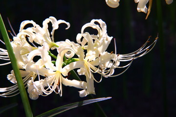 Vivid White ＆ Red Spider Lily Macro