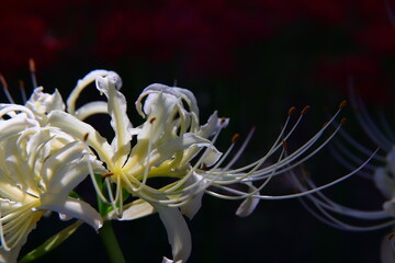 Vivid White ＆ Red Spider Lily Macro