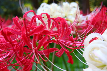 Vivid White ＆ Red Spider Lily Macro