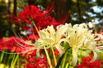 Vivid White ＆ Red Spider Lily Macro