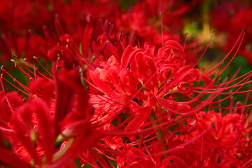 Vivid Crimson Spider Lily Close-up