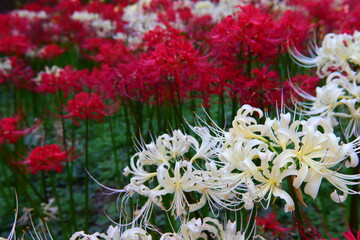 Vivid White ＆ Red Spider Lily Macro