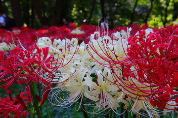 Vivid White ＆ Red Spider Lily Macro